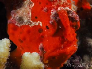 Face of a Red Frogfish
 by Jan Morton 